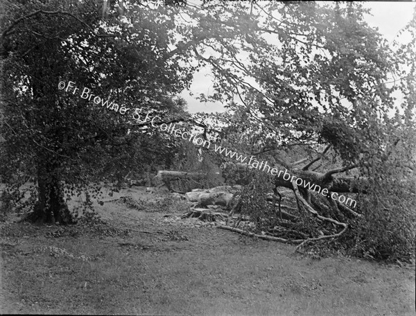 FALLEN TREES